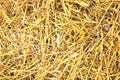 Straw background Royalty Free Stock Photo