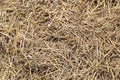 straw background texture, dry grass, dried straw after harvest Royalty Free Stock Photo