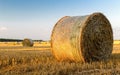 Straw bale close up in summer