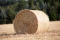 Straw bale on cornfield harvest in summer Royalty Free Stock Photo