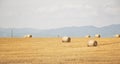 Straw bales, haystack on a field after summer harvest