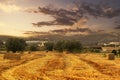 Straw bales in a wheat cultivation at sunset. Agriculture background with empty copy space Royalty Free Stock Photo