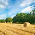 Straw bales on a wheat field and blue sky Royalty Free Stock Photo