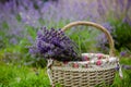 Straw basket with collected bouquets of lavender, in garden in the summer on the grass