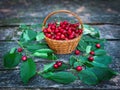 Straw basket filled with red cerasus and leaves on a wooden background Royalty Free Stock Photo