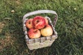 Straw basket full of apples lays on the grass