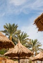 Straw beach umbrellas and palm trees against a bright blue sky Royalty Free Stock Photo
