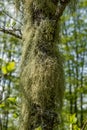 Straw beard lichen, other fungi and moss on the tree branch Royalty Free Stock Photo