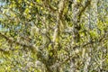 Straw beard lichen, other fungi and moss on the tree branch Royalty Free Stock Photo