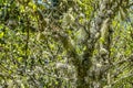 Straw beard lichen, other fungi and moss on the tree branch Royalty Free Stock Photo