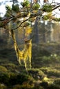 Straw beard lichen