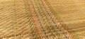 Straw bedding, tablecloth or small rug laid on the table. Top view straight. Straw texture with thread weaves. Top view straight. Royalty Free Stock Photo