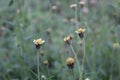 Straw berry ground cherry the home friendly flower Royalty Free Stock Photo