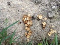 Straw, chaff, halm Texture with fungus, mushroom, fungi. A Natural dry straw, chaff, halm Texture Background. Royalty Free Stock Photo