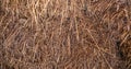 Straw, chaff or  halm texture Royalty Free Stock Photo