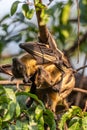 Straw-colored Fruit Bat - Eidolon helvum