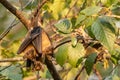 Straw-colored Fruit Bat - Eidolon helvum