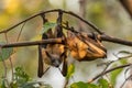 Straw-colored Fruit Bat - Eidolon helvum