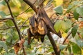 Straw-colored Fruit Bat - Eidolon helvum