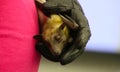 Straw-colored Fruit bat held in leather glove - (Eidolon helvum)