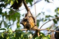 straw coloured fruit bat, eidolon helvum