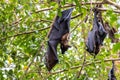 Straw-coloured Fruit Bat - Eidolon helvum, beautiful small mammal from African forests