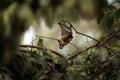 Straw coloured fruit bat, eidolon helvum