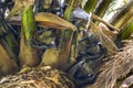 Straw-coloured Fruit Bat, Eidolon helvum. A huge colony of bats on a palm tree