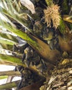 Straw-coloured Fruit Bat, Eidolon helvum. A huge colony of bats on a palm tree