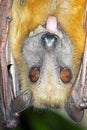 Straw Coloured Fruit Bat (Eidolon Helvum)