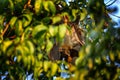 straw coloured fruit bat, eidolon helvum