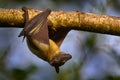 Straw-coloured fruit bat, Eidolon helvum, on the the tree during the evening, Kisoro, Uganda in Africa. Bat colony in the nature,