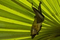 Straw-coloured fruit bat