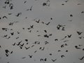 Straw-coloured fruit bats