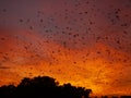 Bats at dawn