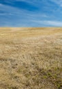 Straw coloured grassland paddock in mid summer with whispy clouds on a blue sky Royalty Free Stock Photo