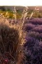 Straw, dry grass, sheaf sun on the background of lavender. Summer landscape, sunset, purple flowers, lavender field Royalty Free Stock Photo