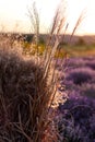 Straw, dry grass, sheaf sun on the background of lavender. Summer landscape, sunset, purple flowers, lavender field Royalty Free Stock Photo