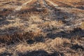 Straw drying in rice fields. Royalty Free Stock Photo