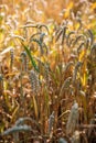 Straw or ear of golden ripe wheat in a wheat field in Switzerland, Europe. Close up shot, shallow depth of field, no people Royalty Free Stock Photo