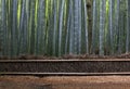 Straw Fence and Bamboo Forest near Kyoto. Royalty Free Stock Photo