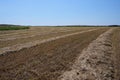 straw on the field after harvesting in straight rows