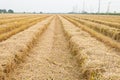 Straw field by product from rice field a Royalty Free Stock Photo