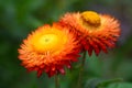 Straw flower or everlasting or paper daisy flower