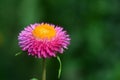 Straw flower or everlasting or paper daisy flower