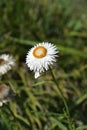 Straw flower Royalty Free Stock Photo