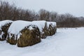 Straw Fodder Bales in Winter: straw that were left after the fall harvest are used as animal feed and bedding during the winter Royalty Free Stock Photo