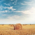 Straw of golden color in rolls on the field after harvest and blue sky with clouds at sunset Royalty Free Stock Photo