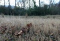 Straw Grass in a Moody Field in Fall