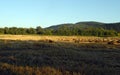 Straw harvest on the field